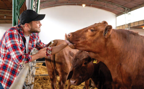 Happy young man farmer and cow in livestock farm.